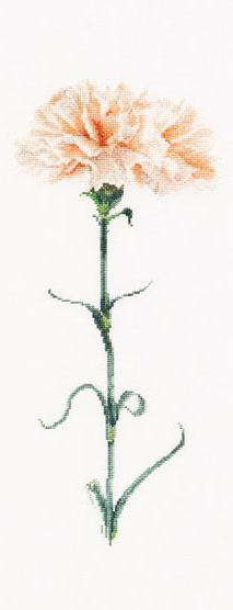 Carnation Peach - Aida