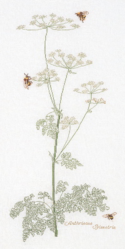 Cow Parsley - Aida