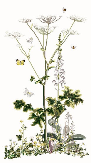 Heracleum Sibericum - Aida