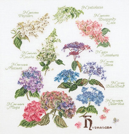 Hydrangea - Aida