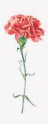 Carnation Red - White - Aida
