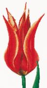 Red/Yellow Lily flowering tulip - Aida