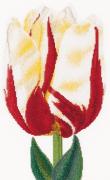 Flamed Single late tulip - Aida