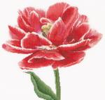 Red/White edged Early double tulip - Aida