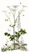 Heracleum Sibericum - Aida