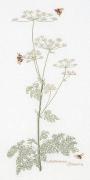Cow Parsley - Aida