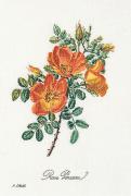 Rose Chazal - Aida