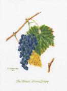 Grape - Aida