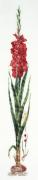 Gladiol - Red - Aida