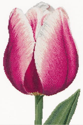 Red/White Triumph tulip - Aida