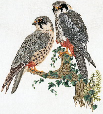 Falcons