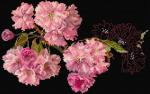 Blossom - Black