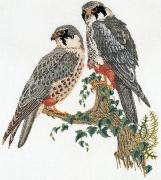 Falcons