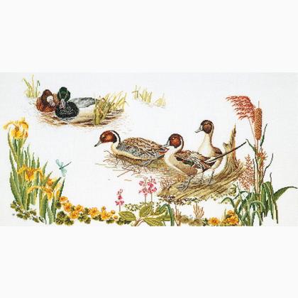 Ducks - Aida