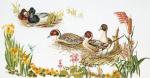 Ducks - Aida