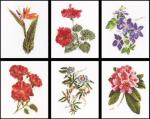 Six Floral Studies