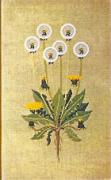 Dandelion II