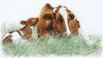 Red Cow - Aida