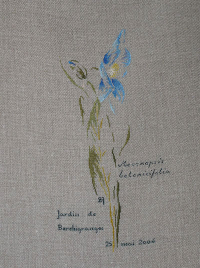 Meconopsis betonicifolia \"Pavot bleu de l\'Himalaya\"
