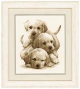 Labrador Puppies