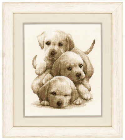 Labrador Puppies