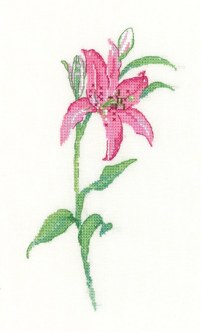 Pink Lily