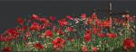 Poppies - Black