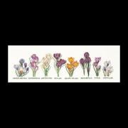 Crocus Panel