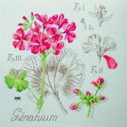 Étude au Géranium - Lin