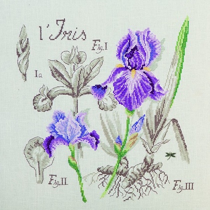 Étude à l\'Iris - Linen