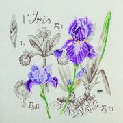 Étude à l'Iris - Linen