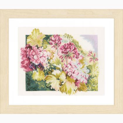 Geraniums