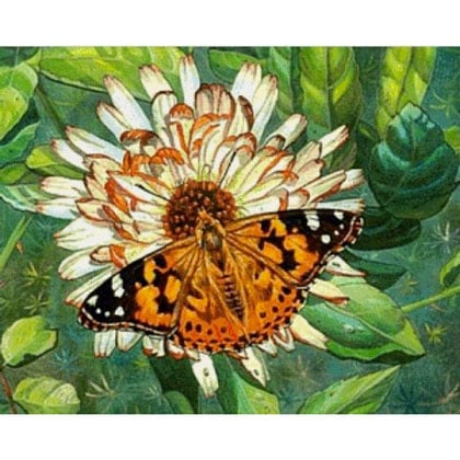 Butterfly on the flower