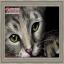 Cats Eyes