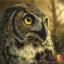 Watchful Owl