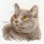 British cat