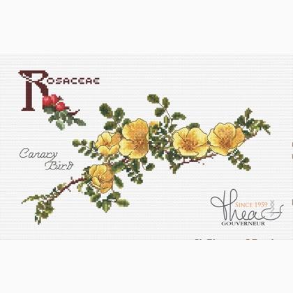 Rosaceae - Canary Bird