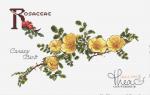 Rosaceae - Canary Bird