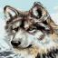 Gray Wolf