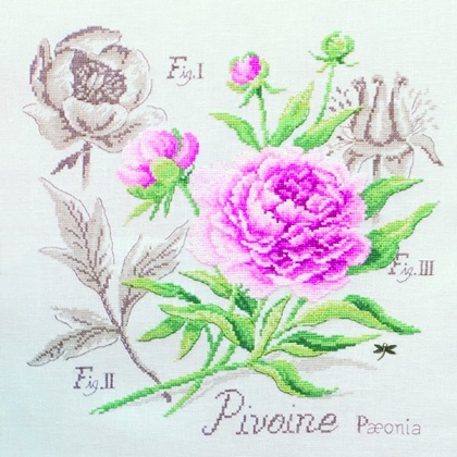 Étude à la Pivoine - Linen