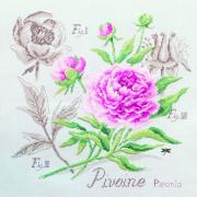Étude à la Pivoine - Linen