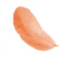 Feathers 12 cm: Orange