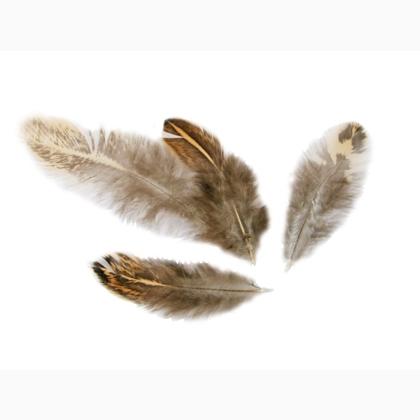 Feathers - Brown / Cream