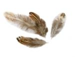 Feathers - Brown / Cream