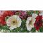 Poppies