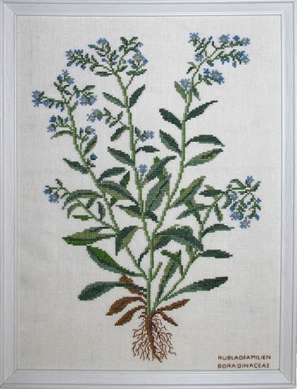 Bora Ginaceae