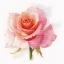 The breath of Rose - Tenderness