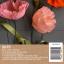 Crepe Paper Icelandic Poppy Flower Kit