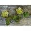 Crepe Paper Kit - Green Tea/Cypress & Ferns/Moss