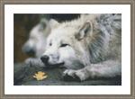 Lounging Wolf